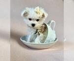 Small Photo #7 Morkie Puppy For Sale in PEMBROKE PINES, FL, USA