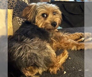 Mutt Dogs for adoption in Fargo, ND, USA