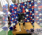 Small #1 Labrador Retriever Mix