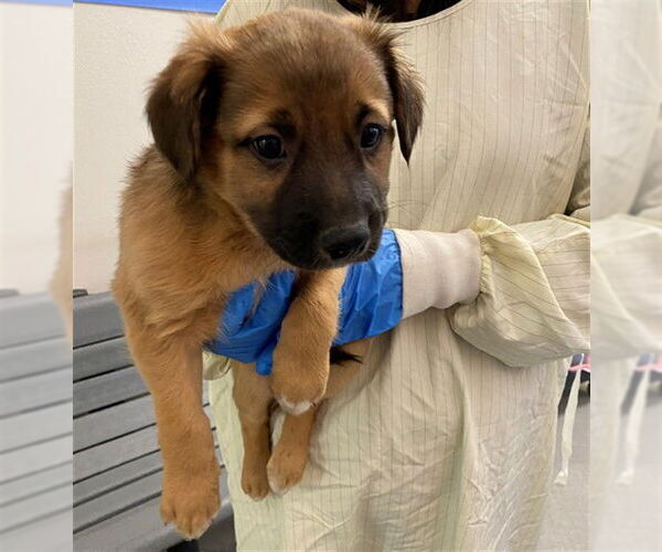 Medium Photo #1 German Shepherd Dog-Poodle (Miniature) Mix Puppy For Sale in Rancho Cucamonga, CA, USA