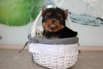 Small Photo #1 Yorkshire Terrier Puppy For Sale in STAFFORD, VA, USA