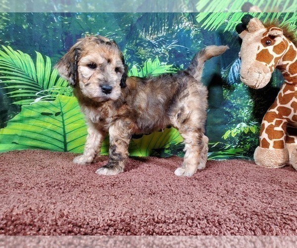 Medium Photo #4 Goldendoodle (Miniature) Puppy For Sale in BLACK FOREST, CO, USA