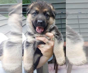 German Shepherd Dog Dog for Adoption in ROYALSTON, Massachusetts USA