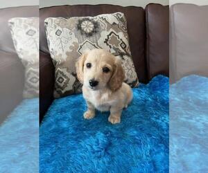 Dachshund Puppy for sale in BELDING, MI, USA