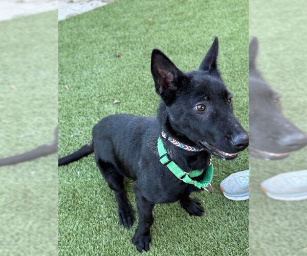 Medium Photo #1 Holland Shepherd-Unknown Mix Puppy For Sale in Imlay City, MI, USA