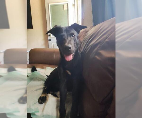 Medium Photo #2 German Shepherd Dog-Unknown Mix Puppy For Sale in San Antonio, TX, USA