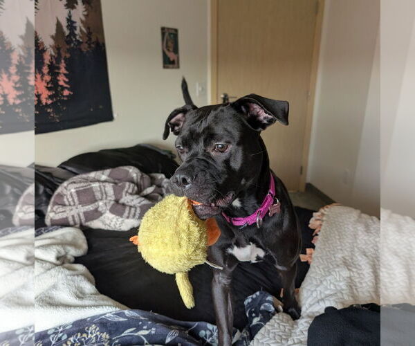 Medium Photo #8 American Pit Bull Terrier-Unknown Mix Puppy For Sale in Fargo, ND, USA