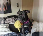 Small #7 American Pit Bull Terrier Mix