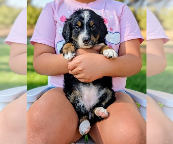 Medium Photo #1 Miniature Bernedoodle Puppy For Sale in SACRAMENTO, CA, USA