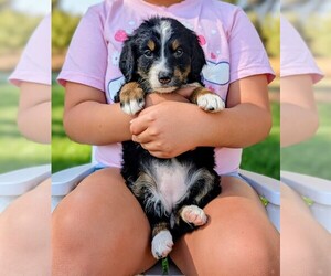 Medium Miniature Bernedoodle