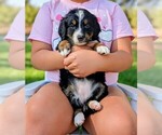 Puppy Montserrat Miniature Bernedoodle