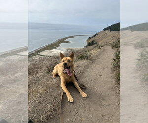 Buttercup - Male Siberian Husky-Unknown Mix Dog for Adoption - Photo #2