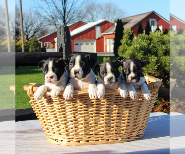 Medium Photo #2 Boston Terrier Puppy For Sale in GAP, PA, USA