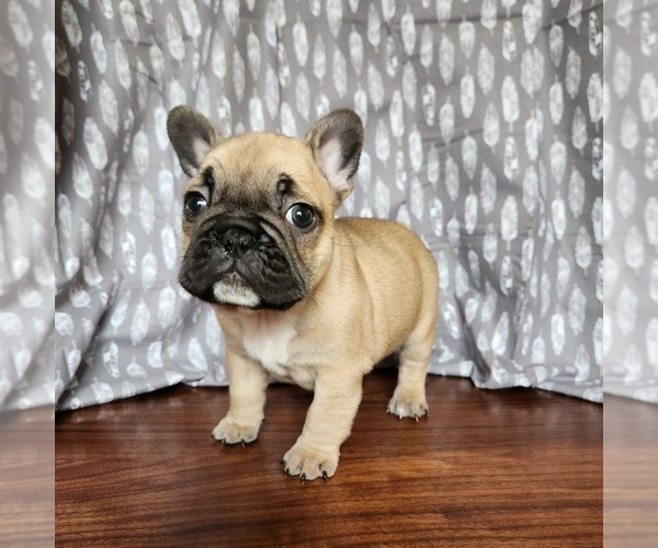 Medium Photo #2 French Bulldog Puppy For Sale in MORGANTOWN, PA, USA