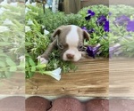 Small #3 Boston Terrier