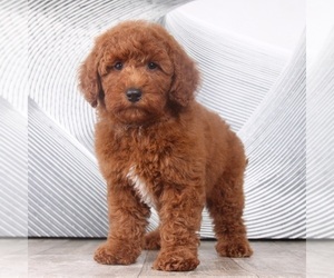 Goldendoodle (Miniature) Puppy for sale in WESTPOINT, IN, USA