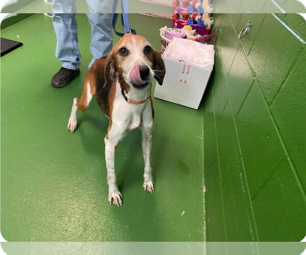 Medium Photo #7 Mutt Puppy For Sale in Rustburg, VA, USA