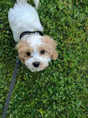 Cavachon Puppy for sale in PITTSBURGH, PA, USA