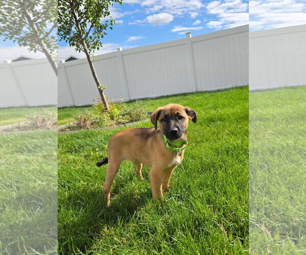 Medium Photo #3 German Shepherd Dog-Unknown Mix Puppy For Sale in New London, WI, USA