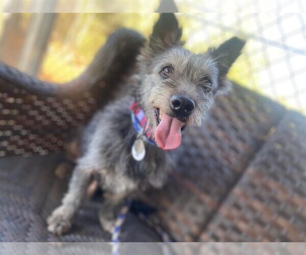 Medium Photo #10 Mutt Puppy For Sale in  Ramona, CA, USA