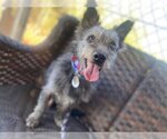 Small Photo #10 Mutt Puppy For Sale in  Ramona, CA, USA