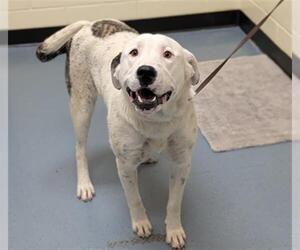 Labrador Retriever-Unknown Mix Dogs for adoption in Denver, CO, USA