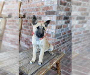 Belgian Malinois Puppy for sale in BAYTOWN, TX, USA