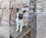 Small Photo #1 Belgian Malinois Puppy For Sale in BAYTOWN, TX, USA
