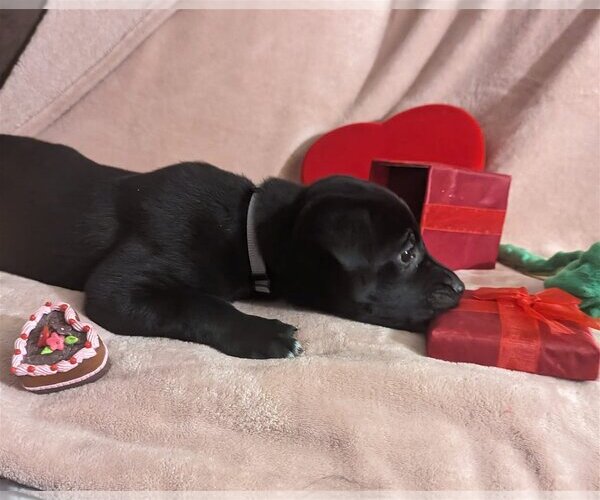 Medium Photo #6 Labrador Retriever-Unknown Mix Puppy For Sale in Cottage Grove, MN, USA