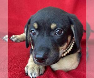 Labrador Retriever-Unknown Mix Dogs for adoption in San Diego, CA, USA