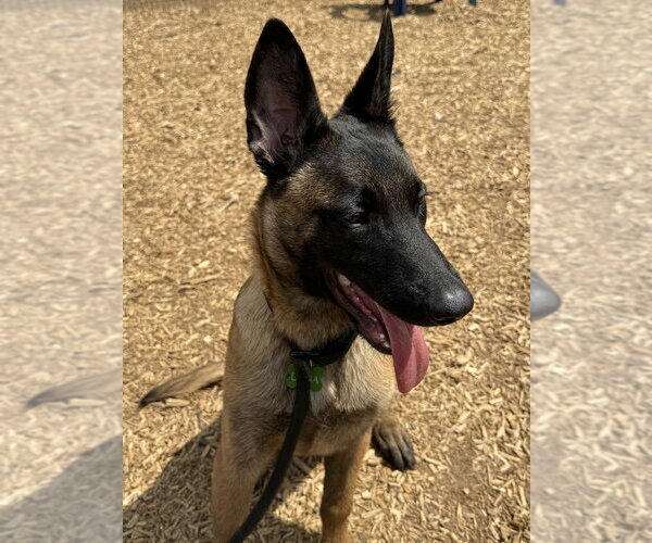 Medium Photo #4 Mutt Puppy For Sale in Imlay City, MI, USA