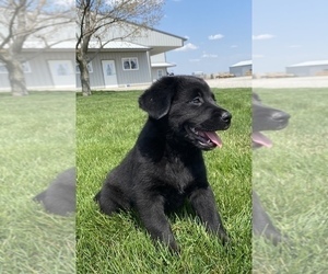 Labrador Retriever Puppy for sale in SULLIVAN, IL, USA