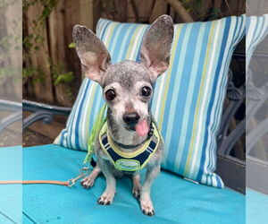 Chihuahua-Unknown Mix Dogs for adoption in Santa Clara, CA, USA