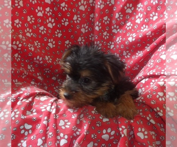 Medium Photo #2 Yorkshire Terrier Puppy For Sale in PATERSON, NJ, USA