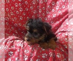 Small #1 Yorkshire Terrier