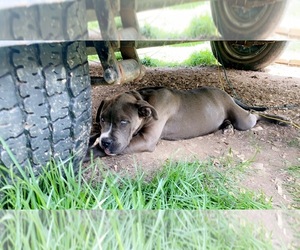 American Pit Bull Terrier Puppy for sale in WESTON, WV, USA