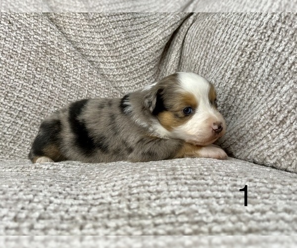Medium Photo #3 Australian Shepherd Puppy For Sale in TONASKET, WA, USA