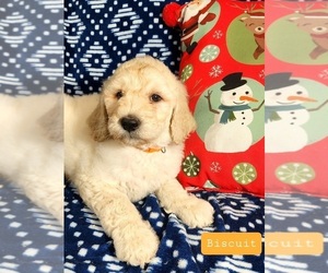 Goldendoodle Puppy for sale in AIKEN, SC, USA