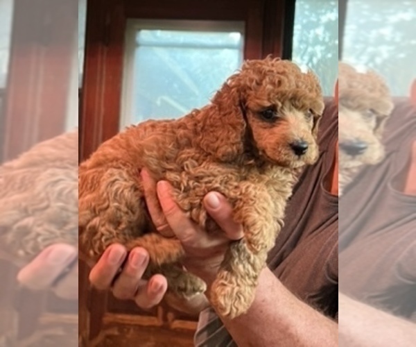 Medium Photo #5 Poodle (Miniature) Puppy For Sale in NEWNAN, GA, USA