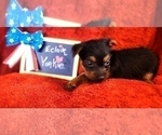 Small #13 Yorkshire Terrier