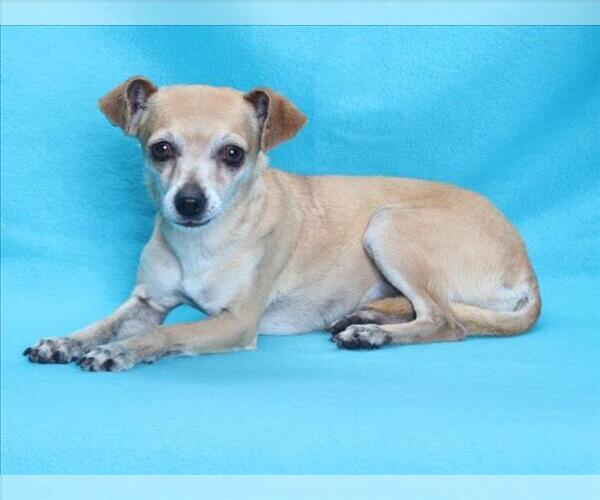 Medium Photo #1 Chihuahua Puppy For Sale in Burbank, CA, USA