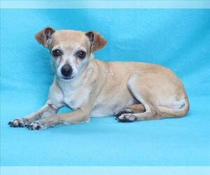 Chihuahua Dogs for adoption in Burbank, CA, USA