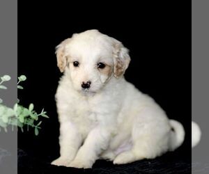 Labrador Retriever Puppy for sale in PARADISE, PA, USA