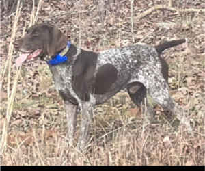 Father of the German Shorthaired Pointer puppies born on 07/20/2022
