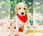 Small Photo #5 Goldendoodle Puppy For Sale in DAVISON, MI, USA