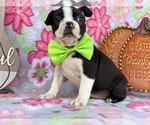 Small Photo #2 Boston Terrier Puppy For Sale in LANCASTER, PA, USA