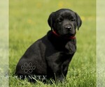 Image preview for Ad Listing. Nickname: Kristy