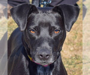 Pepper - Female Beagle-Unknown Mix Dog for Adoption - Photo #5