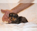 Small #4 Poodle (Toy)-YorkiePoo Mix