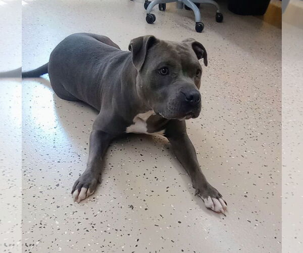 Medium Photo #12 American Pit Bull Terrier Puppy For Sale in York, SC, USA
